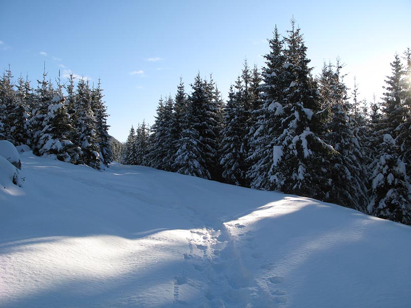 Schneeschuhspur